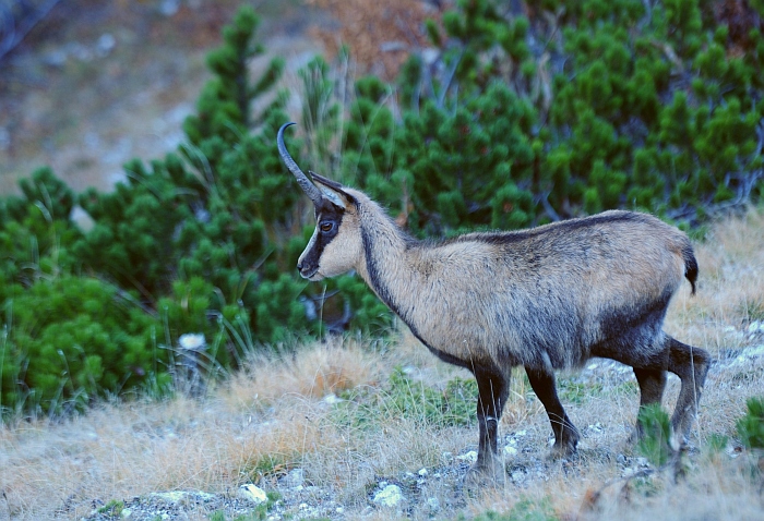 Camoscio d''Abruzzo Rupicapra pyrenaica ornata